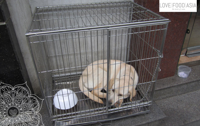 A dog in a cage in Hanoi